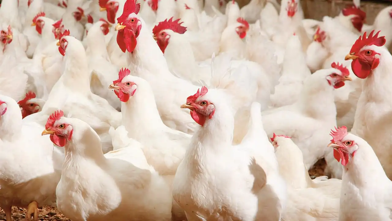 تصاعد سعر الدولار يلقي بظلاله على تكاليف الأعلاف والدواجن في الأسواق المصرية